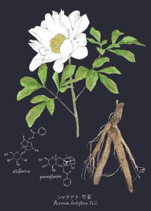  Voyage botanique au Japon et découverte des plantes médicinales